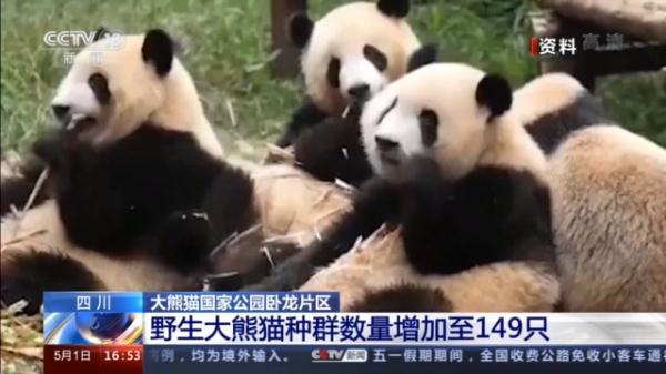 四川卧龙自然保护区有149只野生大熊猫 这个数据是怎么来的?