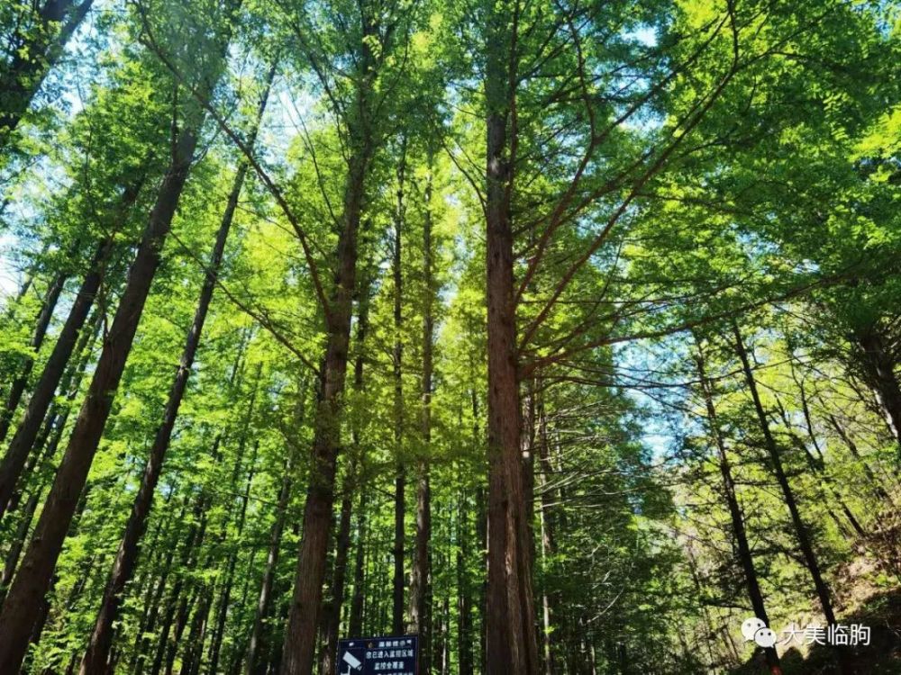 快看!临朐嵩山水杉林是这样的