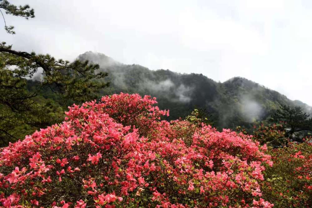 《映山红》这首歌在我们大别山老区家喻户晓.