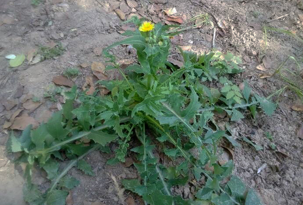 春天里的野菜,白发苍苍,会飞的"降落伞"蒲公英