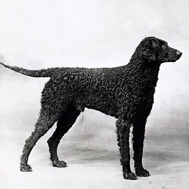 寻根问祖系列(22):平毛寻回犬(flat-coated retriever)