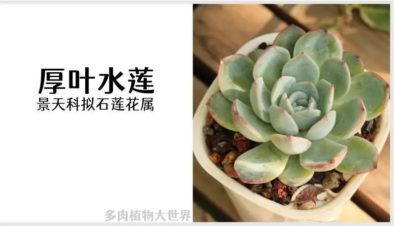 "厚叶水莲"景天科拟石莲花属多肉植物,园艺杂交品种