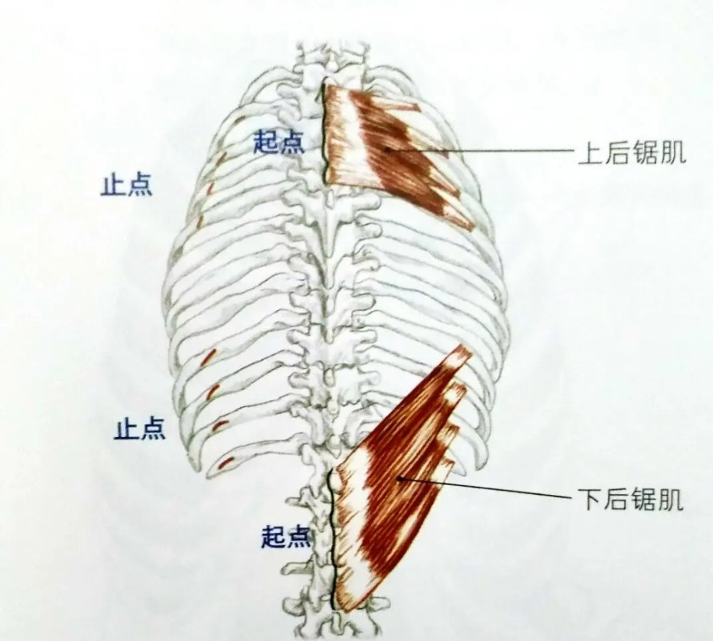 分为上后锯肌和下后锯肌,它附着在咱们的项韧带下部c7到t3的棘突位置