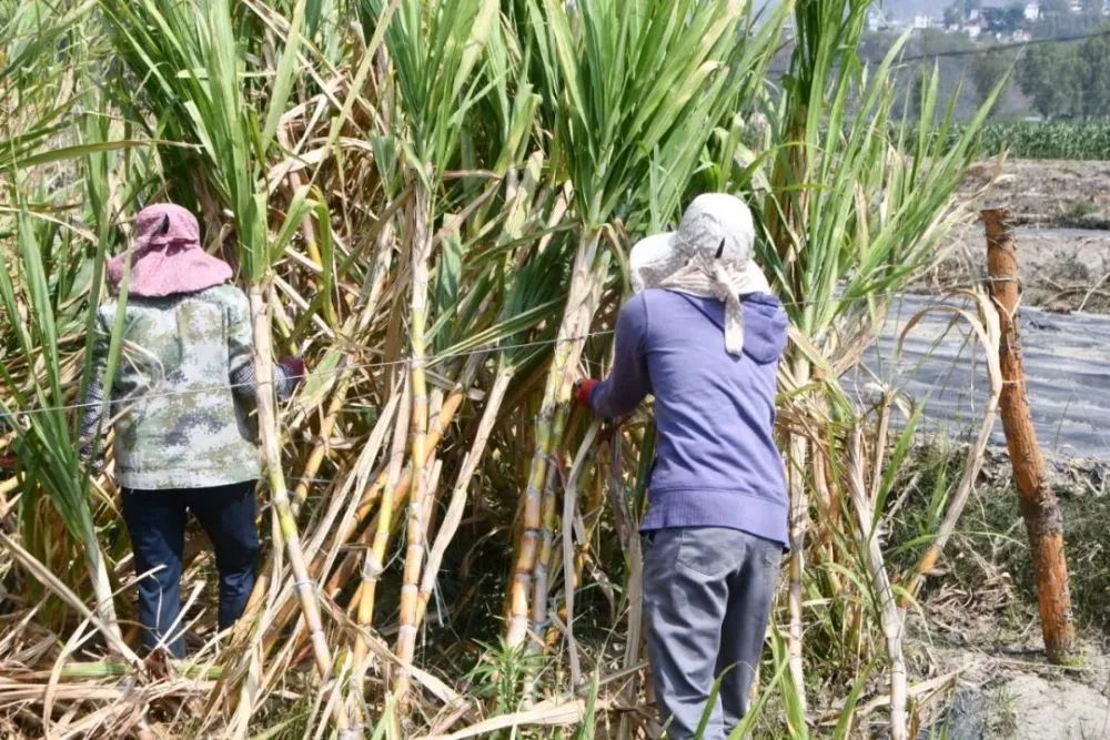 云南一条村子种植300多亩甘蔗,实现增收500余万元