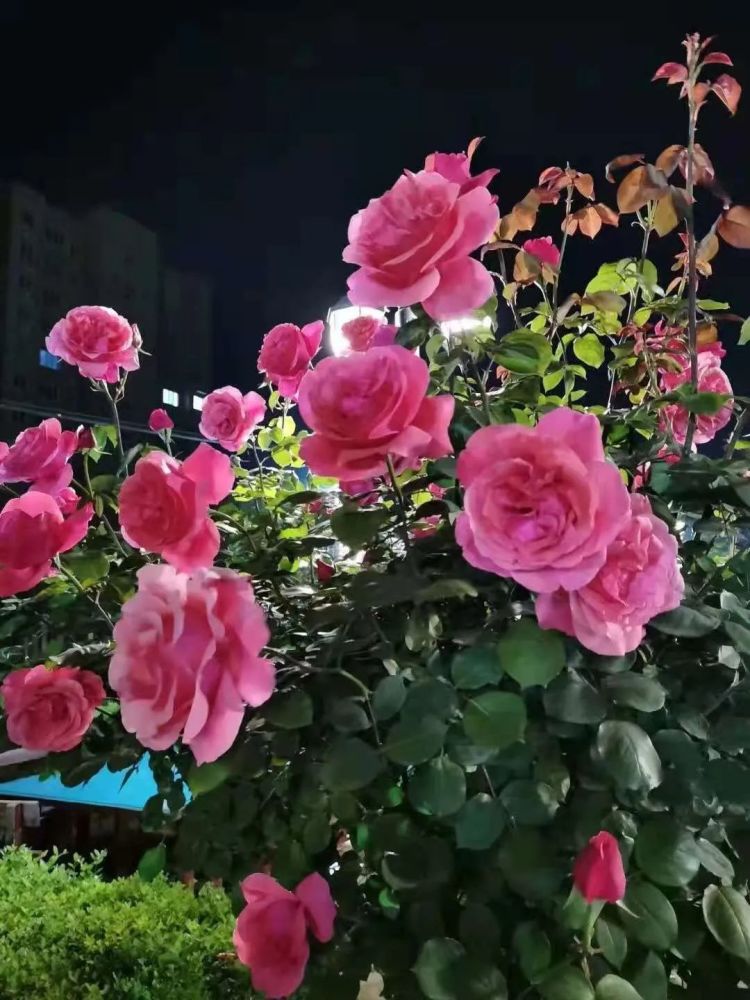 今日起,请叫南阳"月季名城"