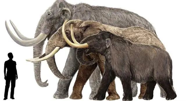 为什么古人不敢动"非洲象"却选择捕杀更大的"猛犸象"?