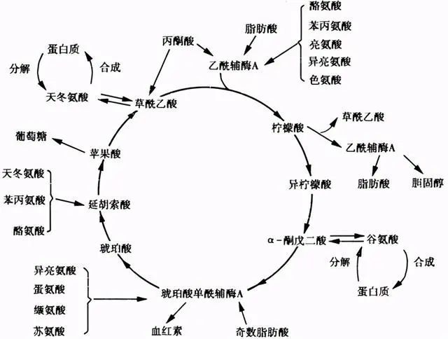人体代谢 腾讯网