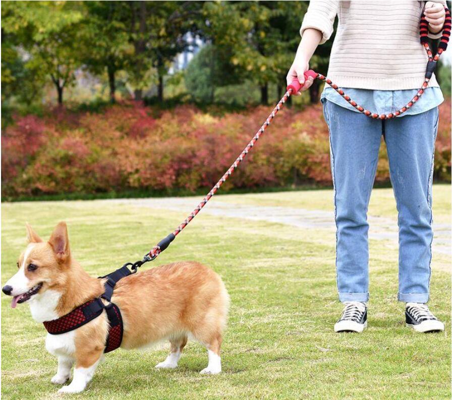 5月1日起遛狗不牵绳违法:养狗人士要注意了,不要触犯新法律红线_腾讯