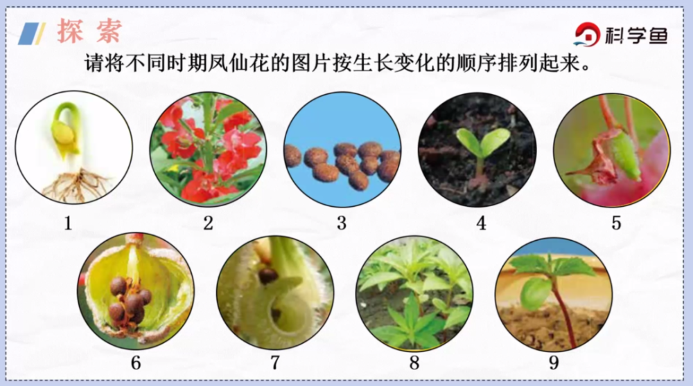 接下来请同学们根据自己的记录, 计算凤仙花从播下种子到结出新的