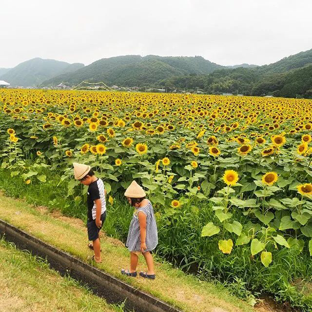 日本农村妈妈晒孩子生活照走红堪比李子柒的生活让其他宝妈酸了