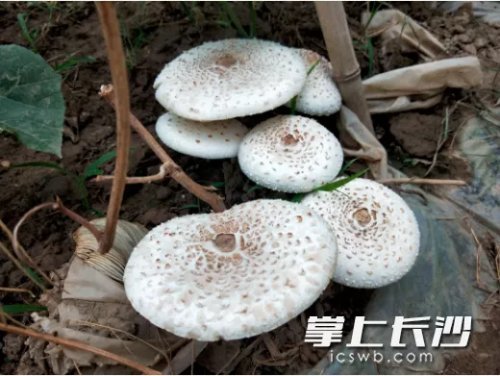 长沙市疾控专家提醒:郊游路上的毒蘑菇你别采!