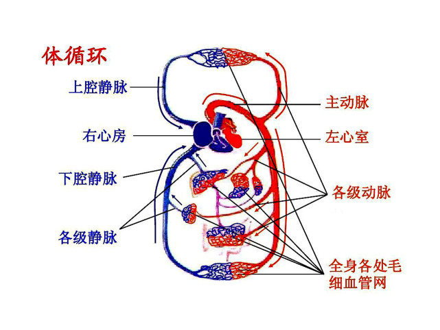 为什么心脏在舒张时,还会有血压?靠的就是血管回缩的压力.