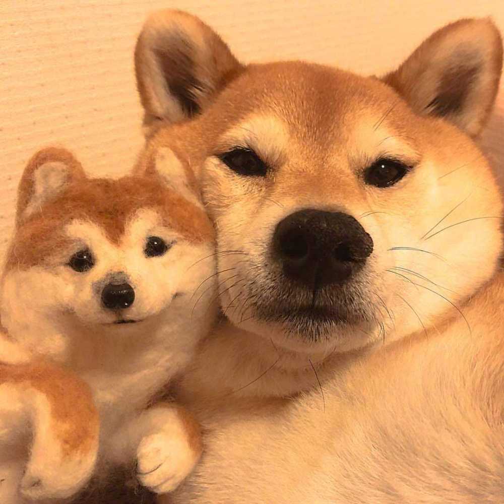 柴犬萌照分享柴柴