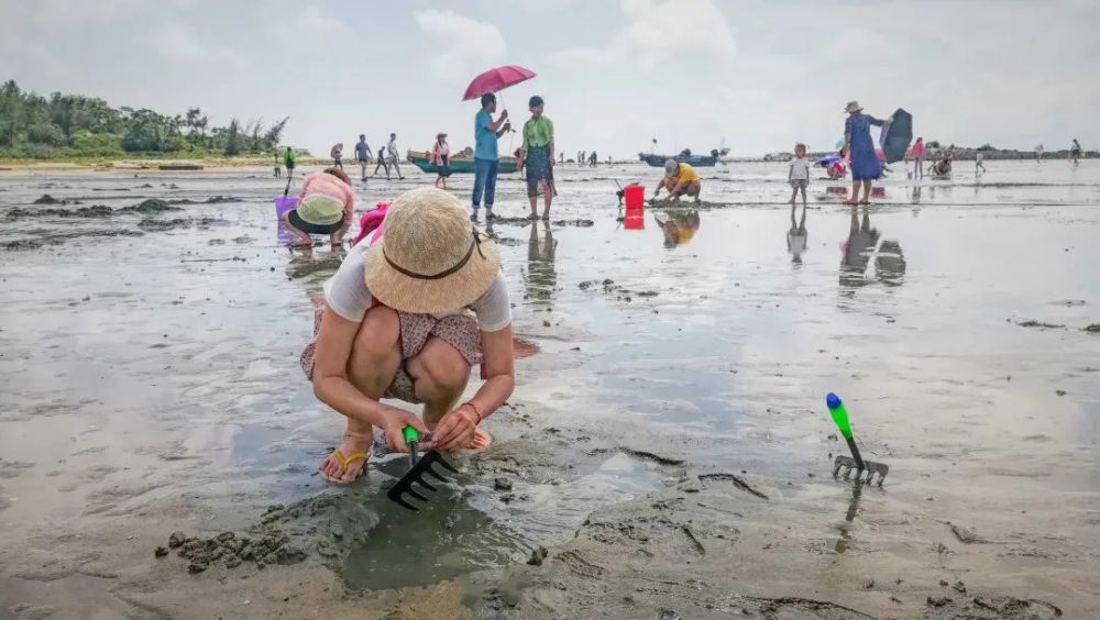 攻略阳江赶海老司机教你轻松抓获小海鲜