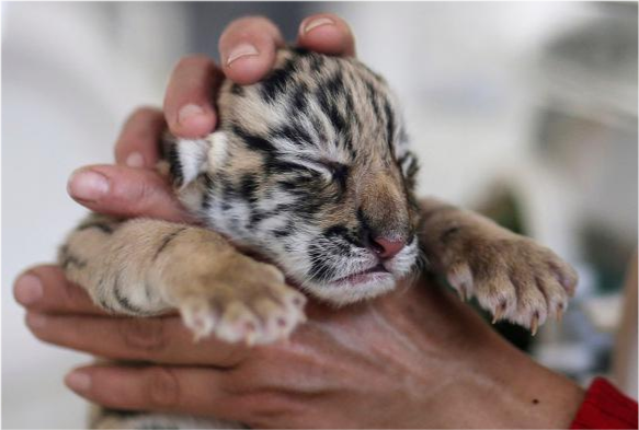 如果老虎幼崽从出生就被人饲养,长大后饿了它会攻击"主人"吗?