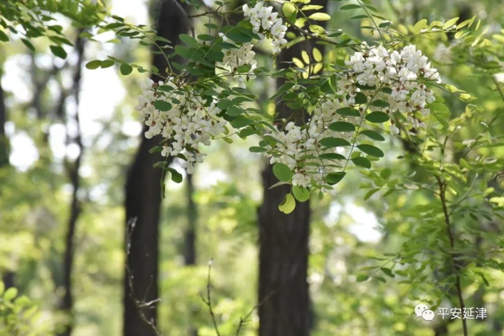 延津:五一槐花节上的"警色"