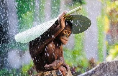 注意!明夜后天上海风风雨雨,累积雨量达大雨程度