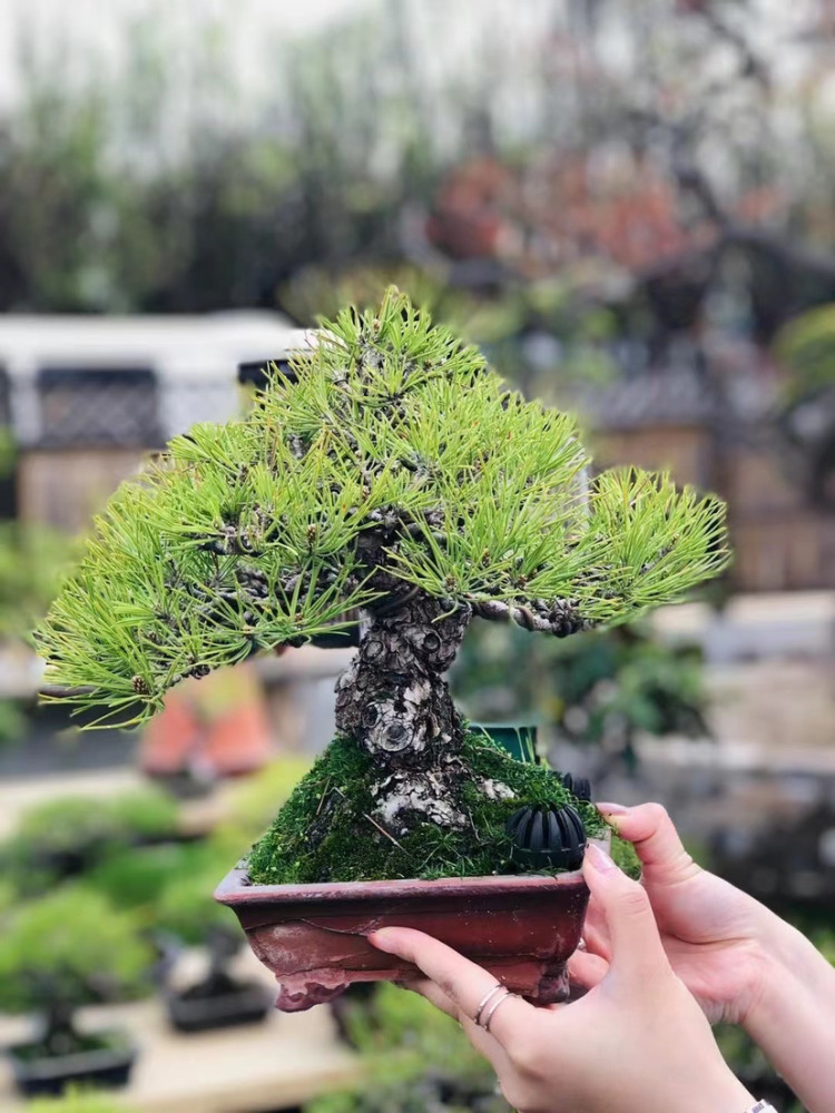 进口三河小矮霸黑松