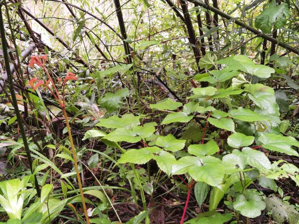 峨眉山野生药材系列—升麻