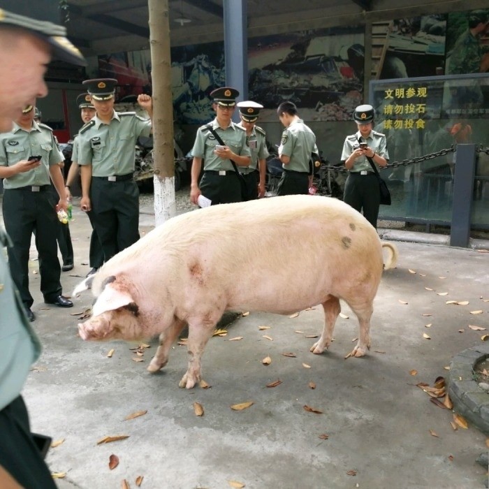 猪坚强的传奇故事,汶川地震36日生命奇迹,近日即将走完生命旅程