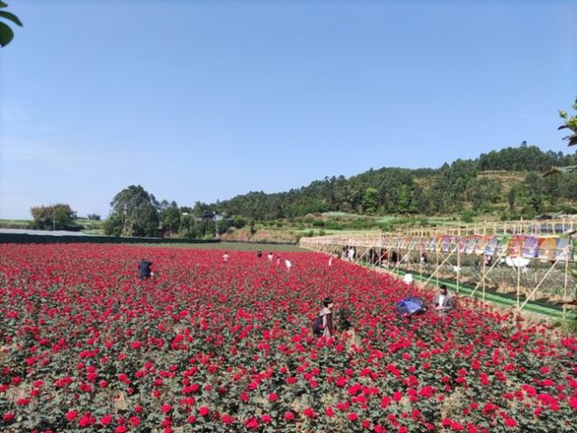 时下,市中区牟子镇雷沟村玫瑰庄园花开成海,吸引了众多游客前来观光