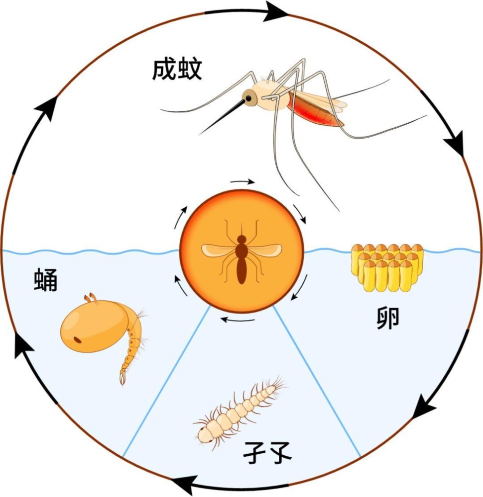 图中为蚊子成长过程(来自网络)