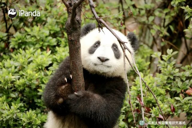 我听不懂沟通技巧课程亮点明日开讲《大熊猫的奇妙"语言》第五课大