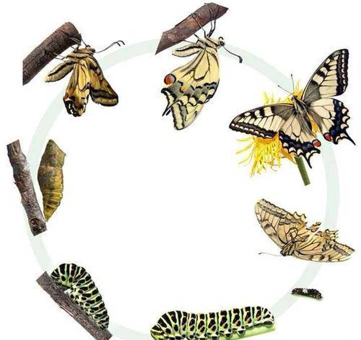云南红河"蝴蝶大爆发",青虫化蝶多达上亿只,种类也是世界第一