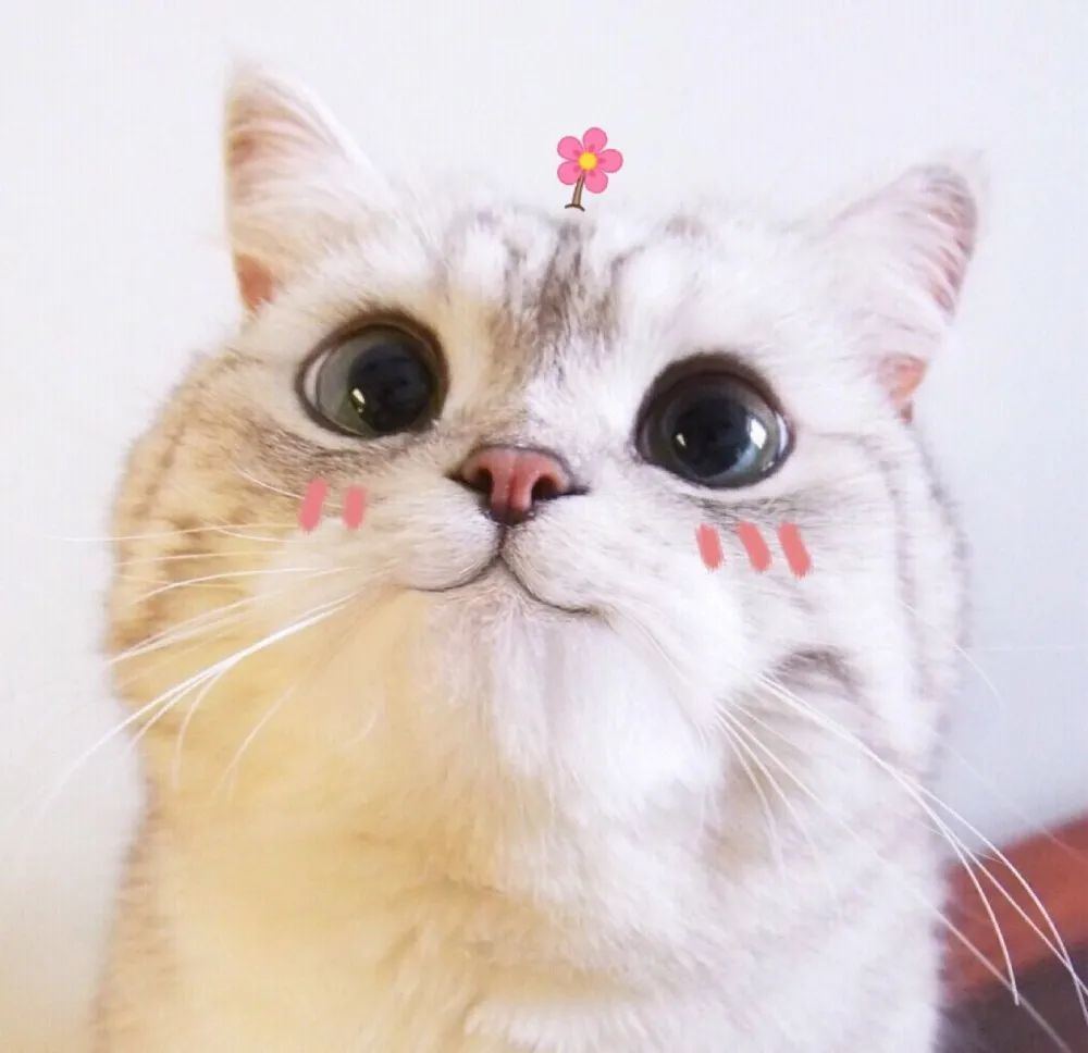 微信头像|超可爱的猫咪头像图片