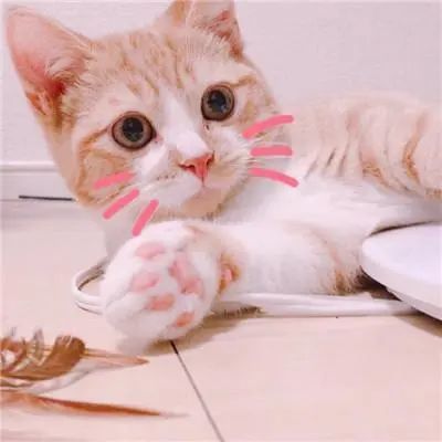 微信头像|超可爱的猫咪头像图片