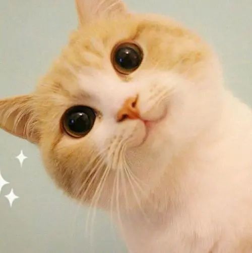 微信头像|超可爱的猫咪头像图片