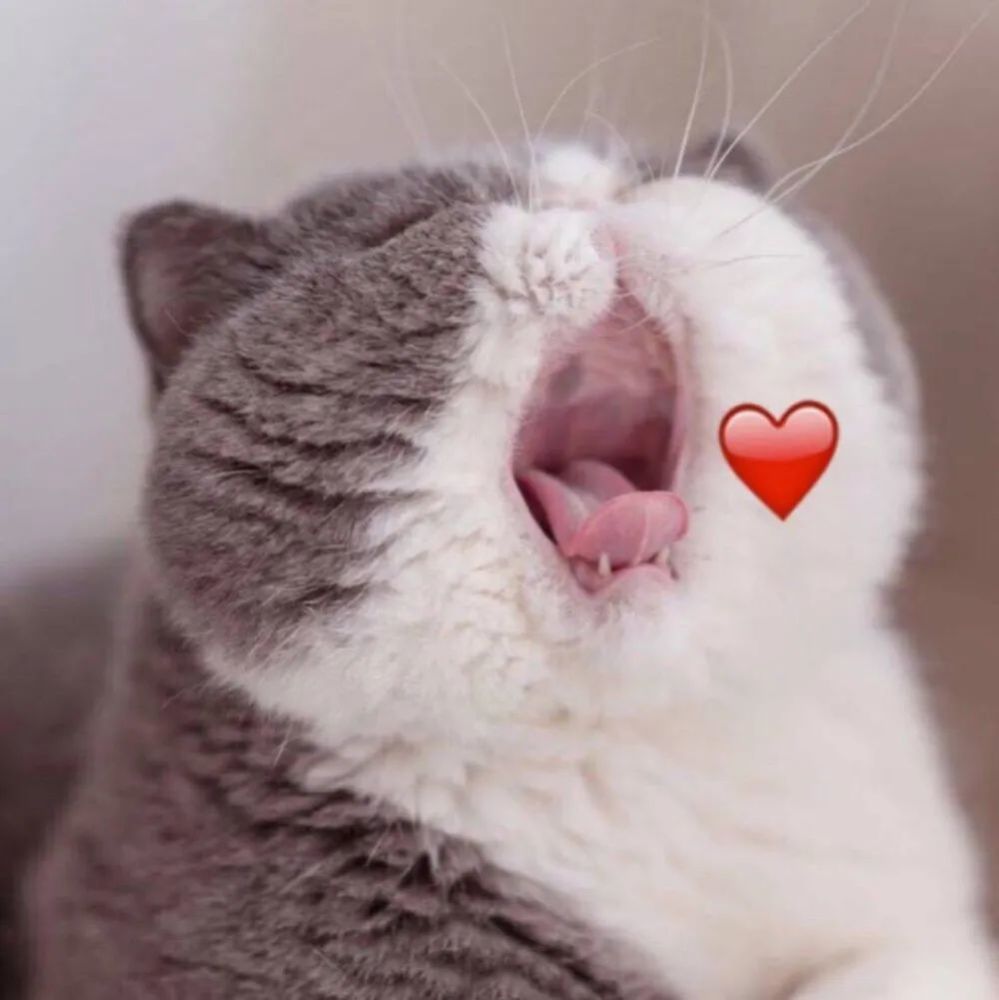 微信头像超可爱的猫咪头像图片