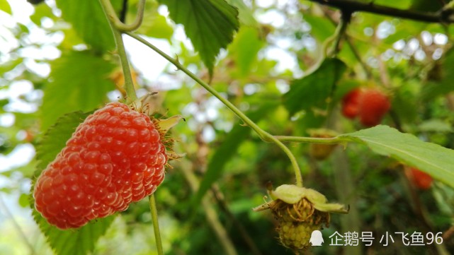 湖南资兴罗仙岭,小时候最喜爱的山野美味,令人垂涎欲滴的四月泡