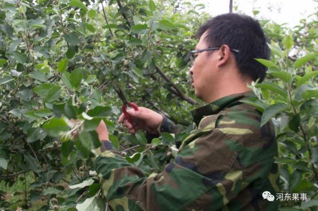 如何应对果树花期降雨天气不好还是要尽早疏花疏果