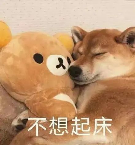 表情包:不想起床我还能睡