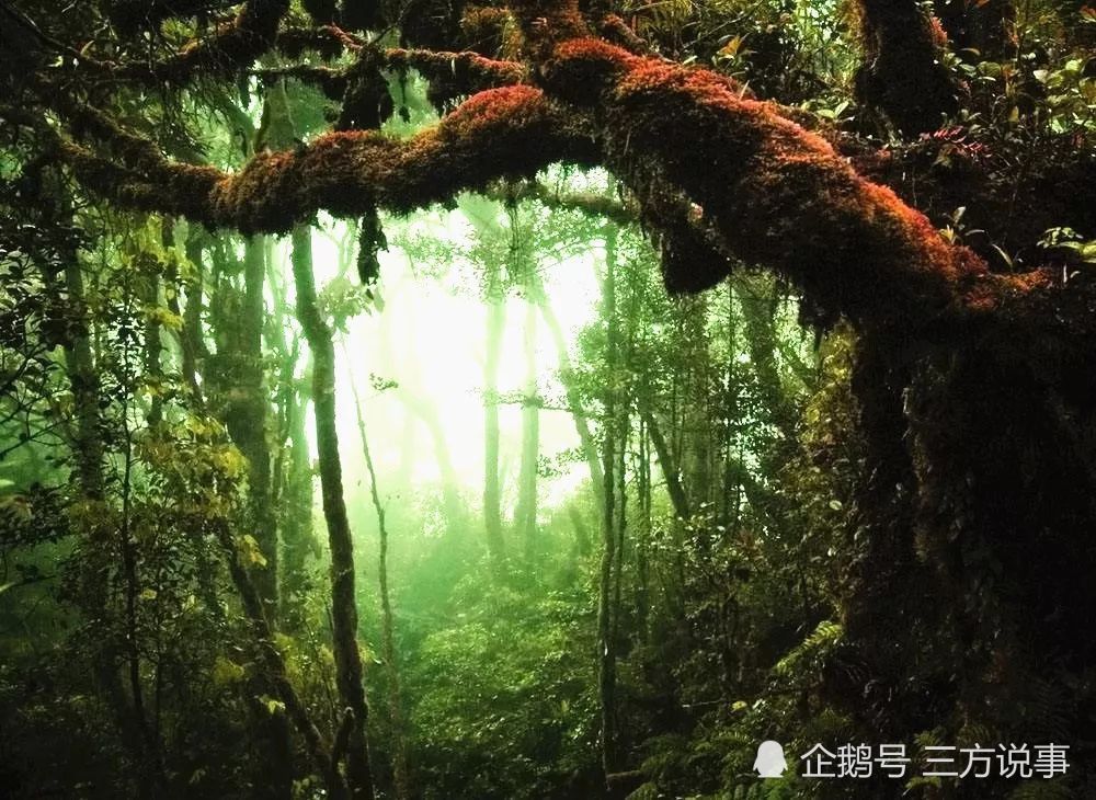 巨蟒,食人鱼只是它开胃菜,它才是亚马逊雨林最可怕动物!