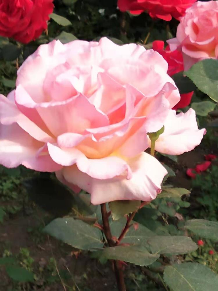 五彩缤纷月季花