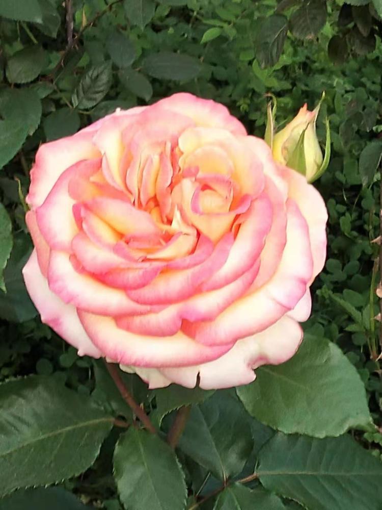 五彩缤纷月季花