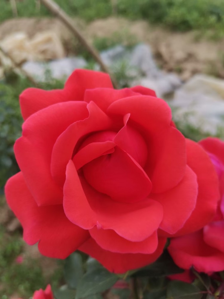 五彩缤纷月季花
