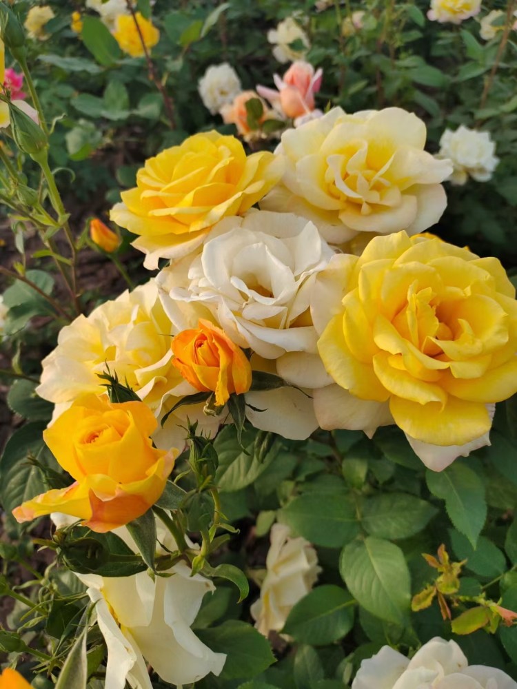 五彩缤纷月季花