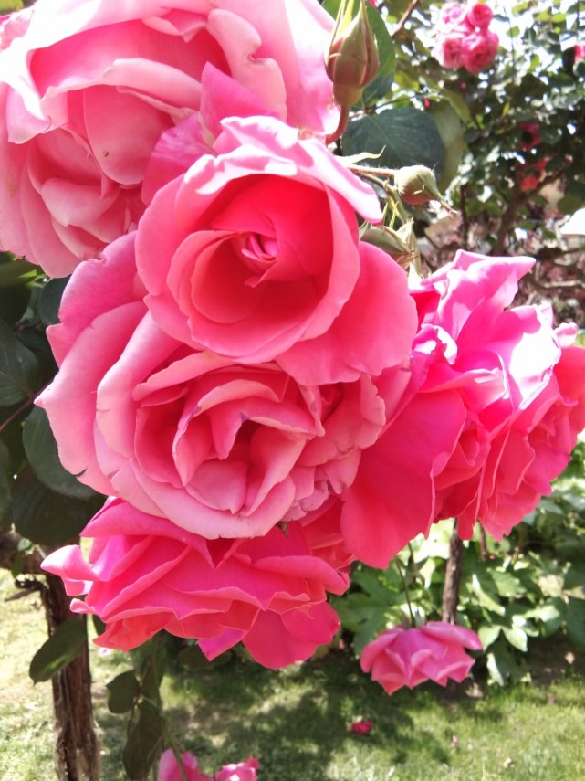 五彩缤纷月季花