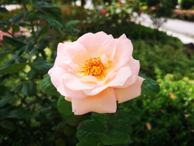 小院里的月季花,花香馥郁,缤纷绚丽