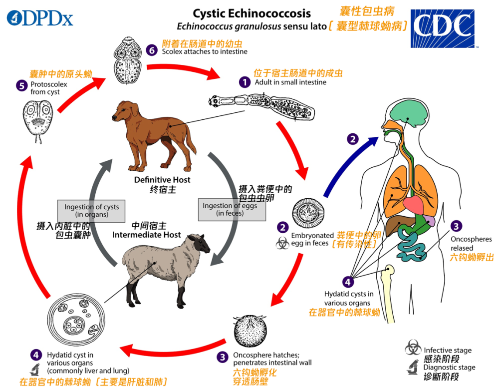 细粒棘球绦虫的生活史 图片来源:centers for disease control and