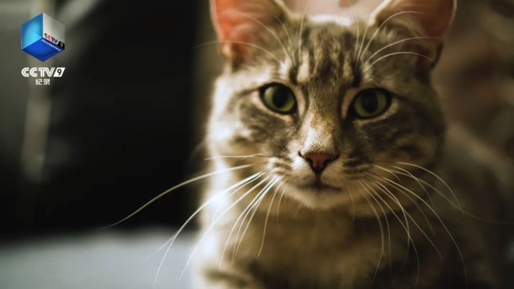 女人梦见被猫抓，解读梦境中的隐秘信息