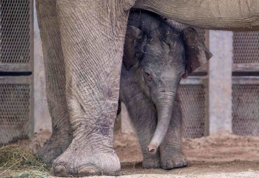 (外代二线)布达佩斯动植物园的亚洲象宝宝