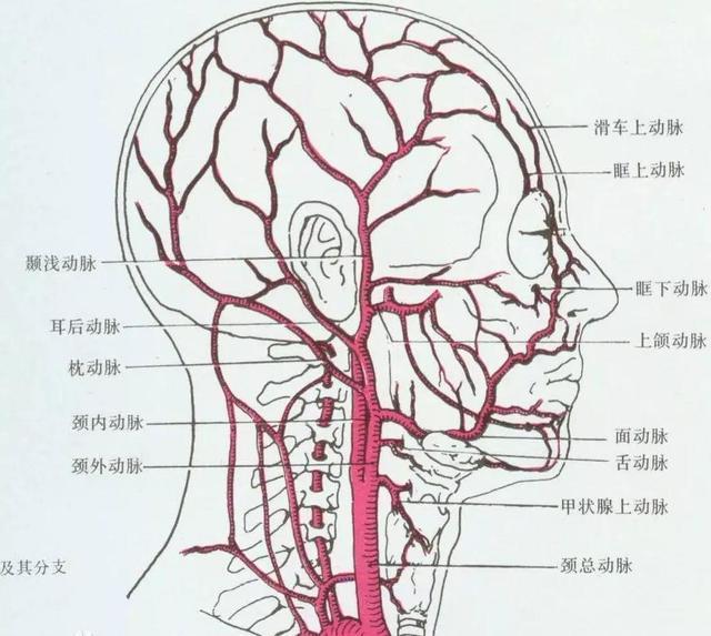 颈动脉堵塞,身体什么地方反应比较大,为了自身健康,不