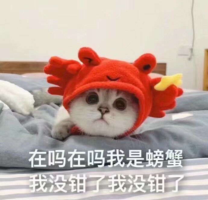 适合给女朋友发的可爱猫狗表情包