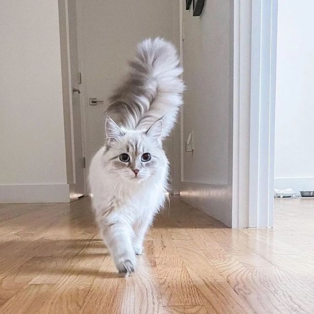 09 鸡毛掸成精,这是西伯利亚森林猫!