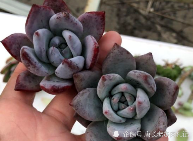 多肉北极熊肥肥胖胖超可爱,又不喜欢徒长,但你知道它