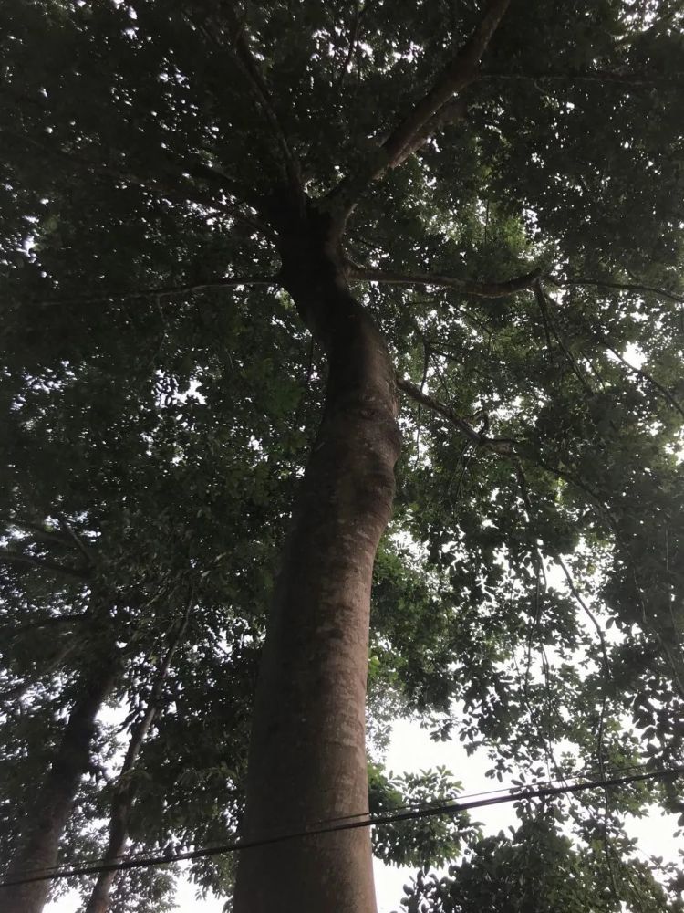 吃惊!化州化北地区发现2棵百年毒树,能杀人也能救人?